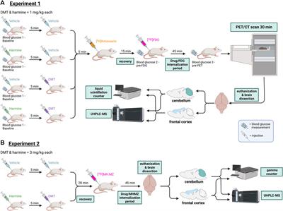 A pilot study of cerebral metabolism and serotonin 5-HT2A receptor occupancy in rats treated with the psychedelic tryptamine DMT in conjunction with the MAO inhibitor harmine